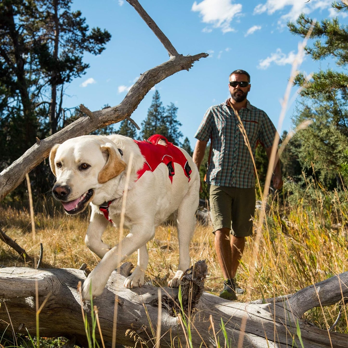 , Web Master, Multi-Use Support Dog Harness, Hiking and Trail Running, Service and Working, Everyday Wear, Red Currant, X-Small